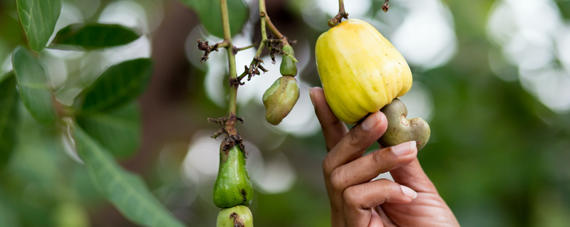 The Sustainability of Dried Fruits and Nuts from Mira Farms