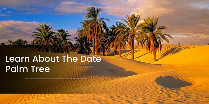 Dry Fruit Shop in Dubai | Mira Farms