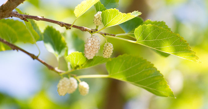 White Mulberries: A Superfood for Sustainable Living